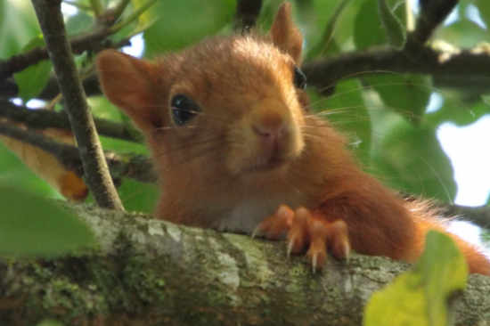 5-red-squirrel-close-up-aug-17